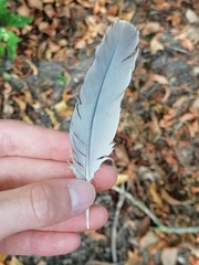 Streptopelia decaocto