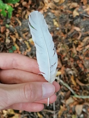 Streptopelia decaocto