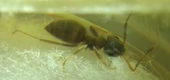 Lasius