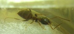 Lasius