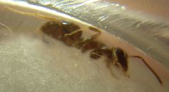Lasius