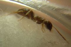 Lasius