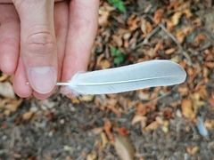 Streptopelia decaocto