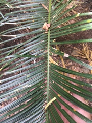 Cycas megacarpa