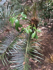 Cycas megacarpa