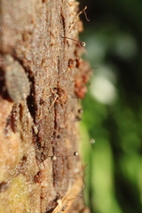 Macbrideola argentea