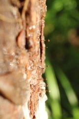 Clastoderma debaryanum