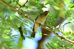 Conopophila rufogularis