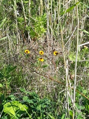 Sanvitalia procumbens