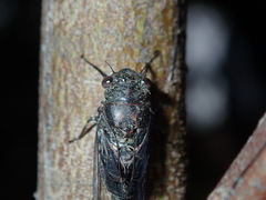 Atrapsalta corticina