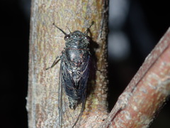 Atrapsalta corticina