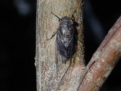 Atrapsalta corticina