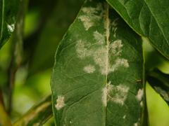 Golovinomyces magnicellulatus