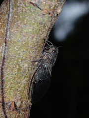 Atrapsalta corticina