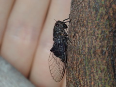 Atrapsalta corticina