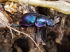 Phelotrupes auratus