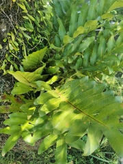 Drynaria quercifolia