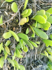 Pyrrosia adnascens