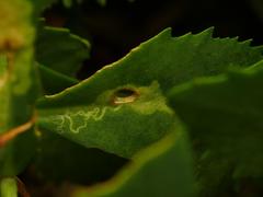 Phytomyza sedicola