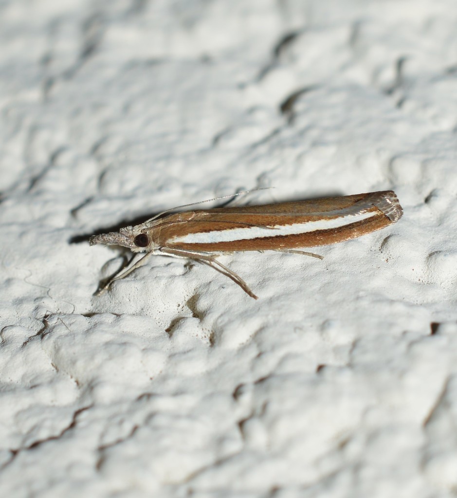 White-streak Grass-veneer