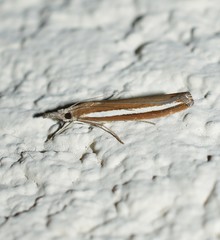 Agriphila latistria