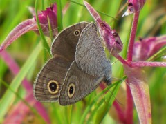 Ypthima asterope mahratta