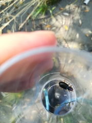 Nebria picicornis