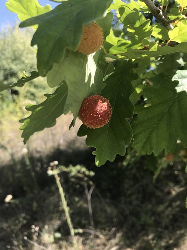 Cherry Gall Wasp