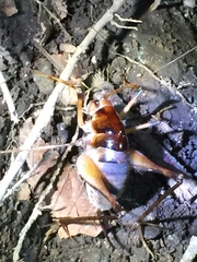 Diestrammena elegantissima