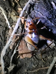 Diestrammena elegantissima