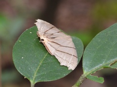 Orudiza protheclaria