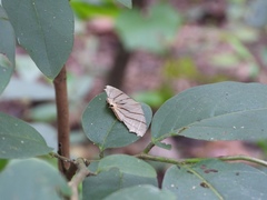 Orudiza protheclaria