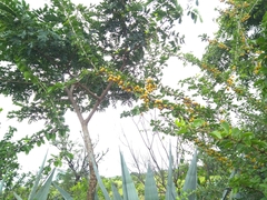 Canthium coromandelicum