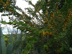 Canthium coromandelicum