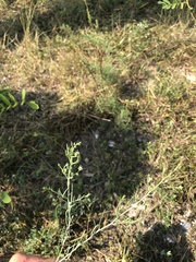 Thesium divaricatum