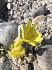 Oenothera stucchii