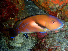 Scarbreast Tuskfin photo 2