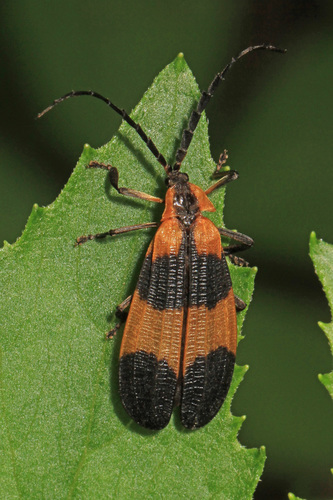Reticulated Net-winged Beetle photo 4