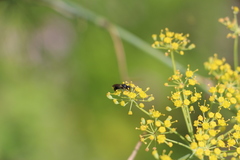 Hylaeus