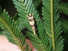 Macrobathra desmotoma