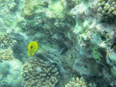 Chaetodon zanzibarensis