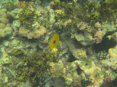 Chaetodon zanzibarensis