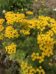 Oncosiphon suffruticosus