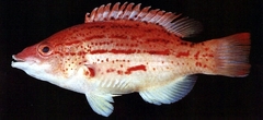 Red-Sashed Hogfish photo 2