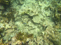 Chaetodon xanthocephalus