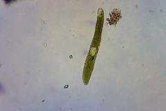 Euglena ehrenbergii