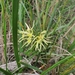 Clematis leptophylla - Photo Δεν διατηρούνται δικαιώματα, uploaded by Claudia Schipp