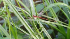Agriocnemis femina oryzae