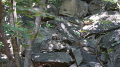 Sciurotamias davidianus