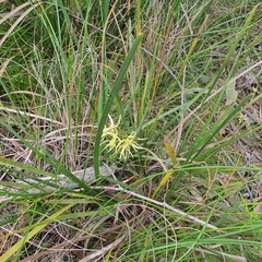 Clematis leptophylla